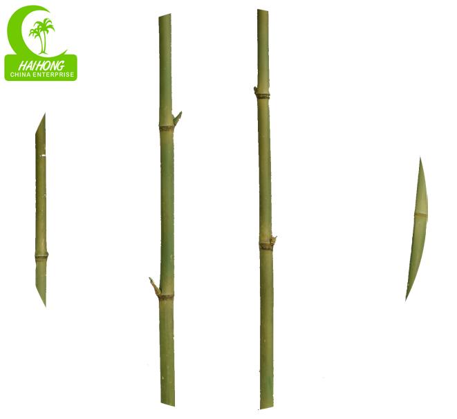Árbol de bambú