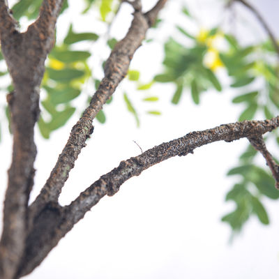 Real Stem Artificial Landscape Trees Piptanthus 160cm No Nursing Evergreen 20'' Container