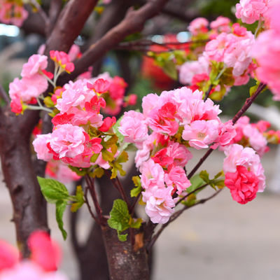 250cm Plastic Artificial Cherry Blossom Tree Decoration Plant For Reception Center