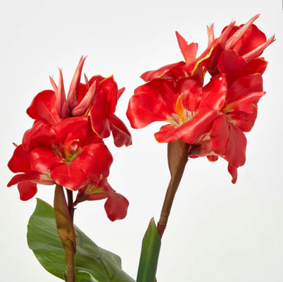 OEM Plastic Green Leaves 160cm Artificial Canna Lily