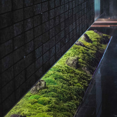 Natural Preserved Nordic Bonsai Artificial Moss For Green Plant Wall