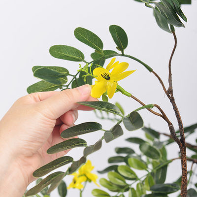 Real Stem Artificial Landscape Trees Piptanthus 160cm No Nursing Evergreen 20'' Container