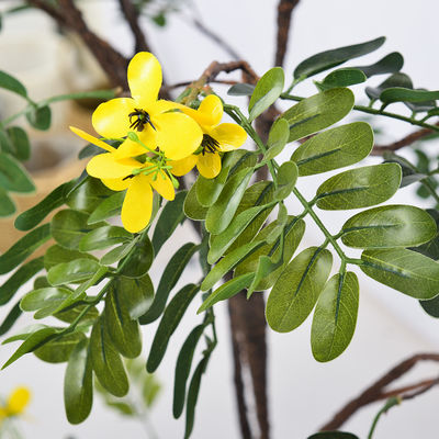 Real Stem Artificial Landscape Trees Piptanthus 160cm No Nursing Evergreen 20'' Container