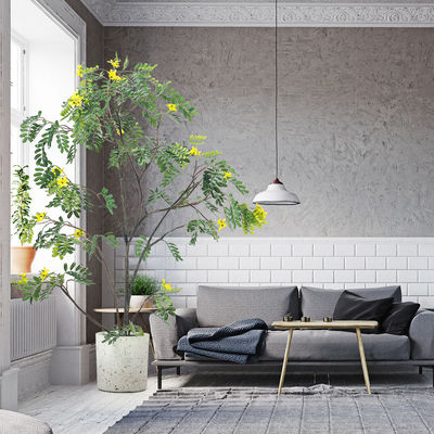 Real Stem Artificial Landscape Trees Piptanthus 160cm No Nursing Evergreen 20'' Container