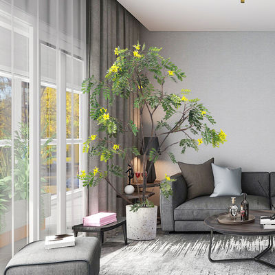 Real Stem Artificial Landscape Trees Piptanthus 160cm No Nursing Evergreen 20'' Container