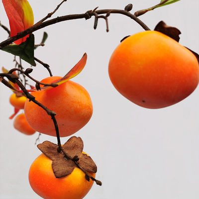 Durable Artificial Landscape Trees Persimmon Indoor For Hotel Bolcony Potted Plant Natural Orange