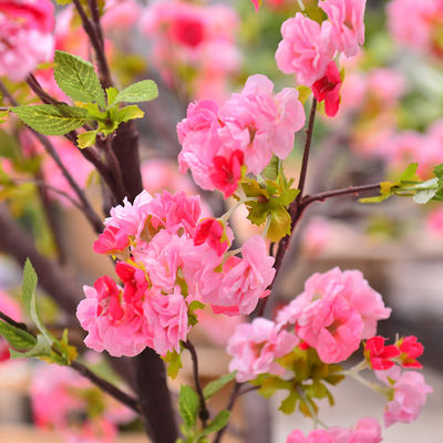 250cm Plastic Artificial Cherry Blossom Tree Decoration Plant For Reception Center