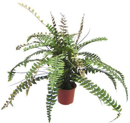 Plastic Artificial Potted Floor Plants Boston Fern Leaves For Decor
